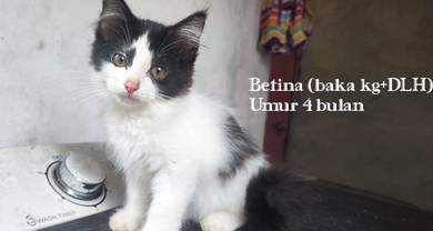 Cat / kitten / kucing / DLH