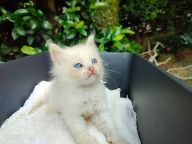TOPs B-GRADE Fukuhara Bengal Ragdoll cat