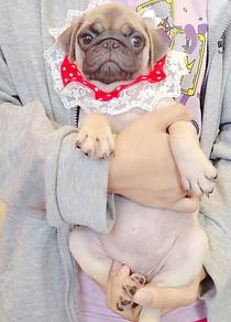 Pug