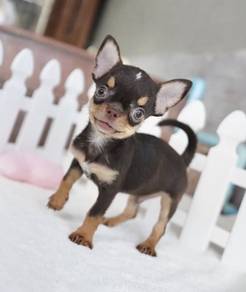 CHIHUAHUA PUPPIES 244 🌷Head Apple Cute Dog Boy