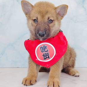 Shiba