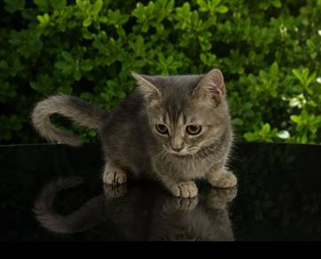 Munchkin short legs 
