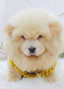 Chow Chow