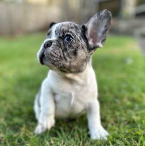 France bulldog 