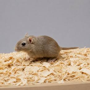 Mongolian Gerbil