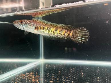 Ikan Channa Auranti Cobra fish_4.5 inch (ACS-24)