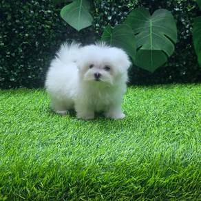 Purebreed Maltese Female (Teacup Size) 