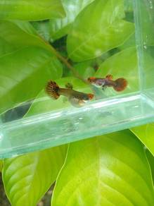 ikan guppy magenta koi Sb