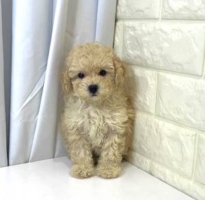J0386 Poodle Teddy Bear Puppy