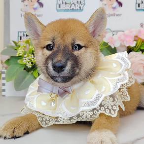Shiba Inu