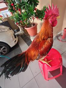 Ayam hujung