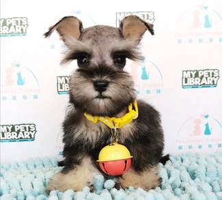 Schnauzer