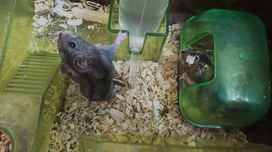 Winter White Hamster RM30 | Batu C