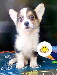 As-t9923 Welsh Corgi puppies tri color haired