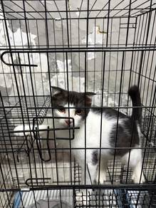 DSH Cat