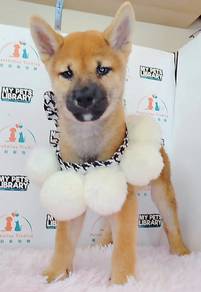 Shiba inu