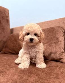 poodle ~3