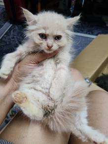 Maincoone x Persian kittens