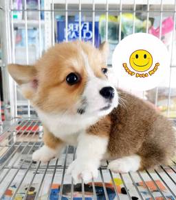 GHH_A2211 _Welsh Corgi puppies dogs