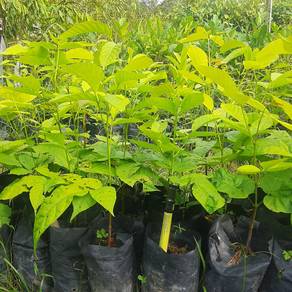 Pokok Setoi/Sentul