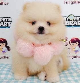 Pomeranian
