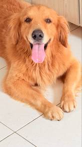 Pure Golden Retrevievers
