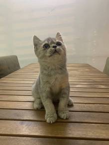 British Shorthair BSH Kitten