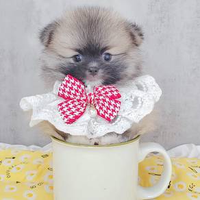 Pomeranian