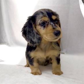 Dachshund dapple male Mka certificate