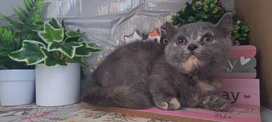Kucing Comel Munchkin