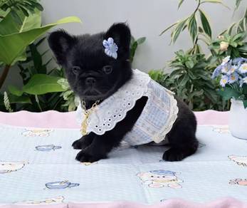 FRENCH BULLDOG PUPPIES VIP189🌻Cute & Healthy Girl