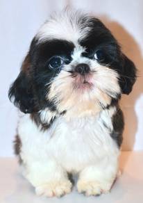 i38 Lovely ShihTzu Puppy