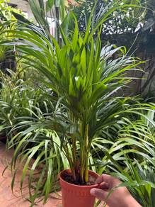 pokok yellow palm