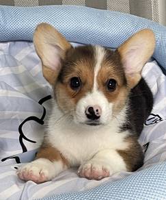 CORGI PUPPIES C197 🌻 Tri Color Female