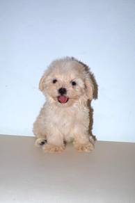 C35 Little Maltipoo Puppy