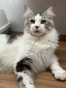 Mainecoon
