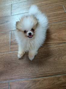 Pomeranian