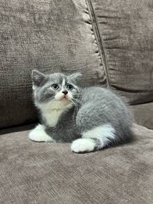 British Short Hair Kitten