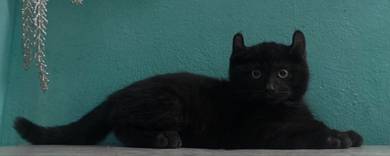 BSH mix curl