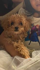 poodle