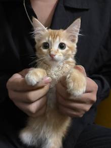 Ragdoll mix Golden Shaded