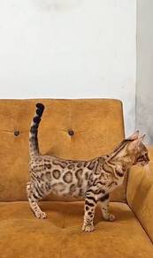 Bengal kitten good quality