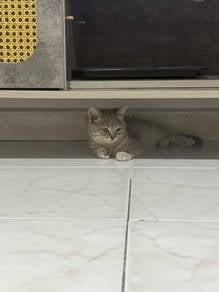 bsh