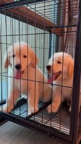 golden retriever 6