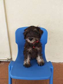 Black & Silver Mini Schnauzer Male Puppy 2108C