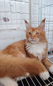 Mainecoon