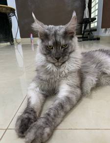 Maine coon