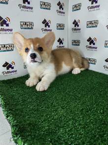 Pembroke Welsh corgi pup got tail