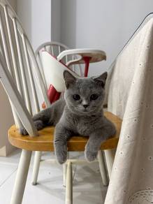 Bsh female 10 month
