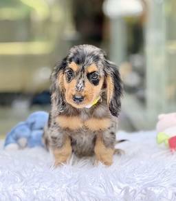 MINIATURE DACHSHUND Puppies VIP31🐻 Male~ Dappled